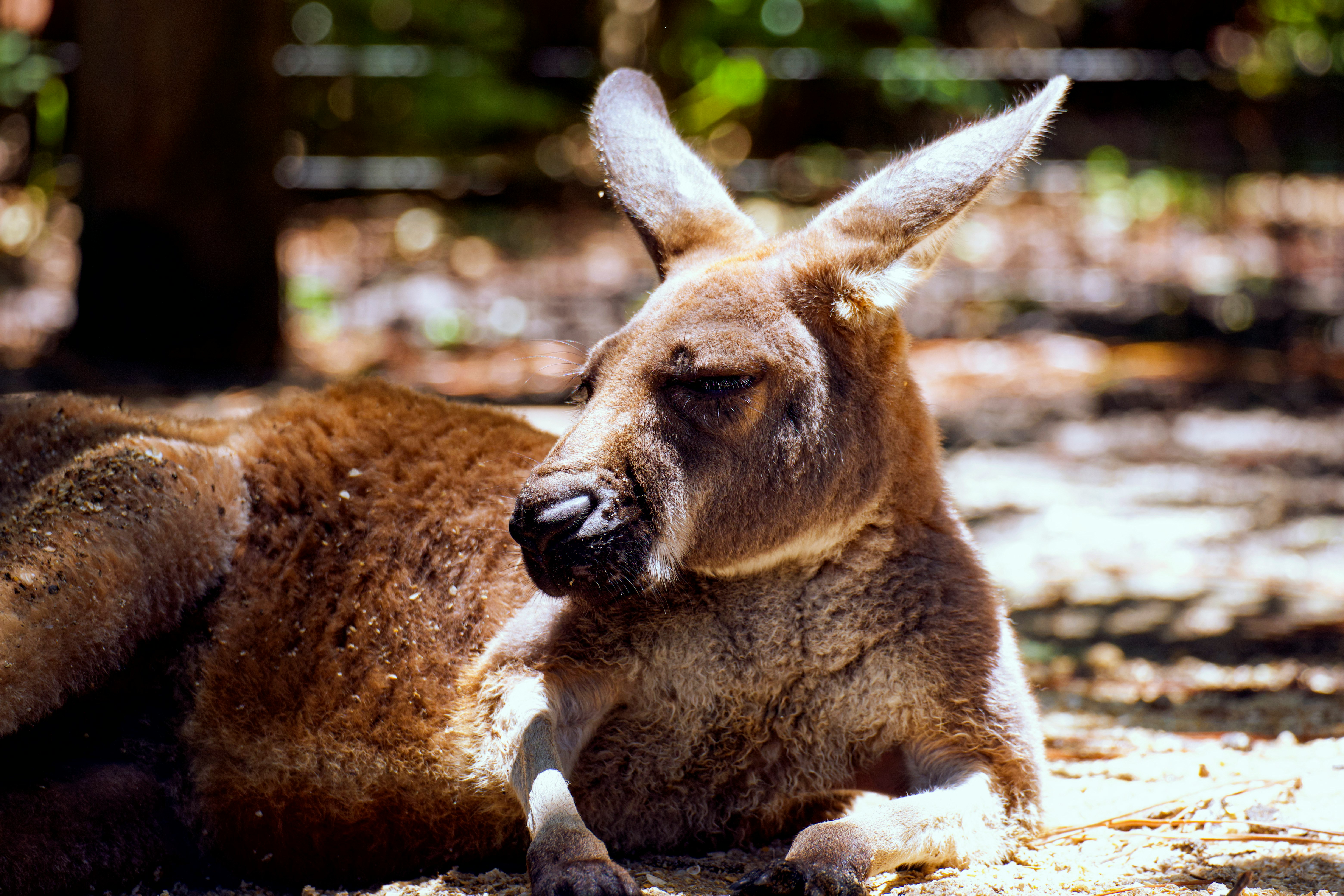 brown kangaroo lying on ground during daytime
